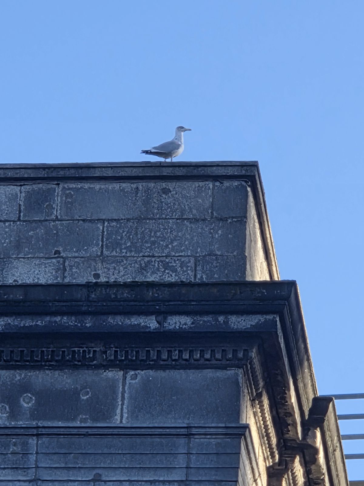 Seagulls Go Crazy During the Battle of the Four Courts, 1922